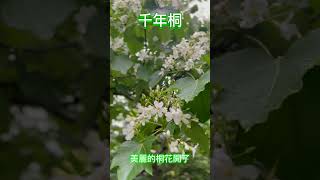 四號公園千年桐開花了