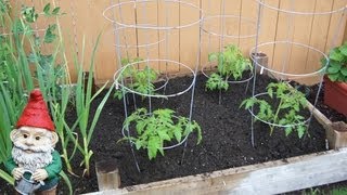 How to Transplant Tomatoes into Your Garden