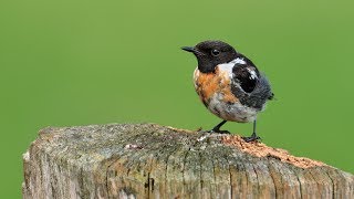 Artenporträt Schwarzkehlchen