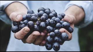 Azərbaycan.İmişli.Fatimə🍇🍇🍇 üzümün yetişdirilməsi haqqında danışır🍇🍇🍇