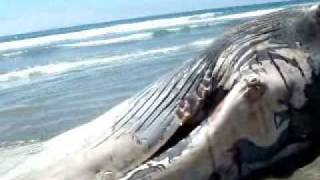 Beached as Whale at Waihi Beach