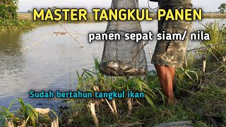 Panen terus..!! Tangkul Ikan Sepat Siam Dan Nila || Panen Sepat Siam Di percut || Nets fishing trap