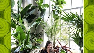 Gorgeous/Beautiful Indoor Plants décor.