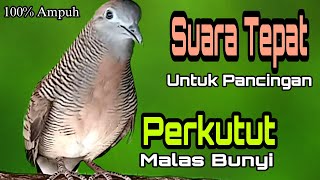 PANCINGAN PERKUTUT LOKAL // SUARA PANCINGAN TEPAT UNTUK PANCINGAN PERKUTUT MALAS BUNYI 100% AMPUH