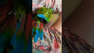 Cute playful parrot digging into mommy to find the perfect cuddle spot | Pneuma the macaw