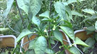 My peppers and tomatoes 2012 part 11