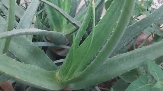 Aloe Vera Do You Know  - @PMLoveNatureClasses