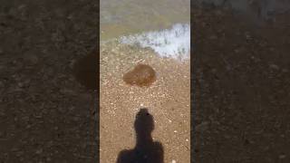 Medusa Portugal #short #shortvideo #medusa #animals #portugal