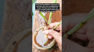 part2 sukses perakaran subur#berkebun #berkebundirumah #pertanian