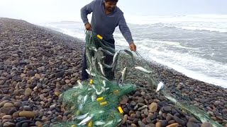 Le Sacamos la Red después 8 horas de las aguas del mar y mira los peces que atrapamos