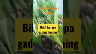 jual bibit kelapa gading kuning #tanaman  #kelapagading  #kelapa TLP wa 085647605995