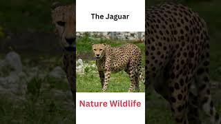 The Jaguar