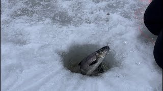 Maine lake whitefish ice fishing #icefishing #fishing