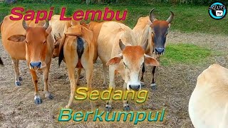 Sapi Lembu Berkumpul Sebelum Masuk Kandang #lembu #sapi #lembujinak #lembulucu #cow #cows #sapimoo