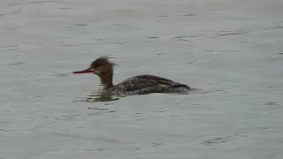 Red-breasted Merganser