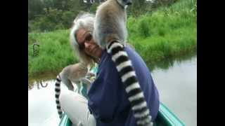 Mobbed by a group of ring-tailed lemurs - part 2