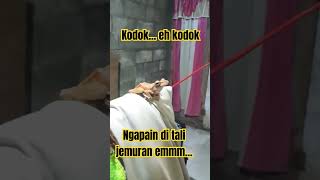 Kodok di tali jemuran #shorts #kodokan #bahaya