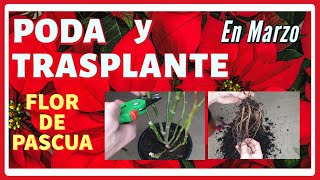 💡 Como PODAR y TRASPLANTAR tu POINSETTIA en Marzo ✂️ Flor de Pascua. Aprovechamos para ABONAR.