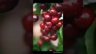 Beautiful Nature With Rural Life~Harvesting cherries#shorts#nature#rurallife@mashi_life