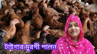 টাইগার মুরগীর খামার। বাংলাদেশের ভাইরাল সফল নারী তানিয়া খাতুন। বাড়িতে বিশাল মুরগির খামার। 