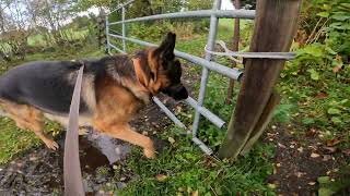 German shepherd on walk. Eros på tur. 28.09.2024. still you tubes most boring video part 2