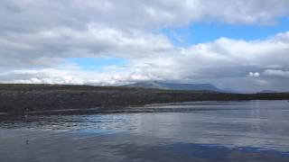 Puffins in Reykjavik