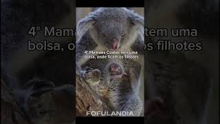 Curiosidades sobre os Coalas #animals #fofos #fofo #animais #cuteanimals #animaisfofos #coala #koala