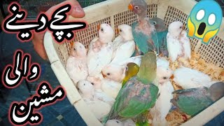 Lovebirds Se Is Tarhan Breed Lein | Albino Red Eyes| Creamino| Parblue | Pastelino| Pale Fellow