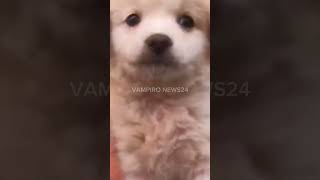 Ela encontrou um filhotinho de cachorro abandonado e o resgatou o bichinho #shorts