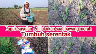 pemupukan susulan 1,di lakukan saat bawang merah tumbuh serentak