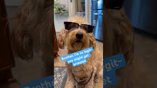 NEW! DOODLE DOGGIE TALES- Part 37 “Too Legit to Quit”#dogs #animals #goldendoodle #doglover #shorts