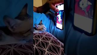 Cat Reaction 🐱 #shorts #viral #cat #billi #shortsviral