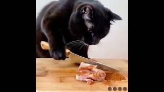 A cat that cuts meat