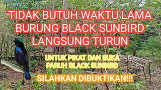 Suara Pikat Black Sunbird dan pancingan burung BS yang tidak mau buka paruh