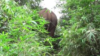 Wild Elephant in Cambodia