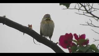 CANTO DO BICHOITA, Schoeniophylax phryganophilus, Chotoy Spinetail