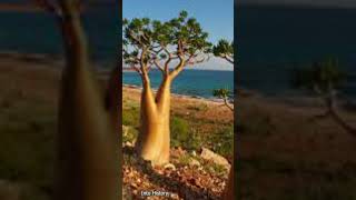 Socotra Island Yemen #shorts #yemen