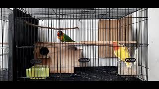 Proses Penjodohan Burung Love Bird Klep dengan Non - Klep