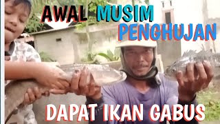 Dapat ikan gabus di awal awal musim penghujan