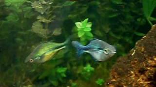 M. lacustris rainbowfish