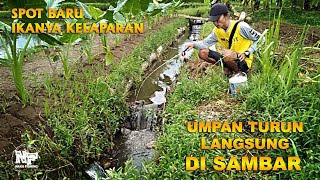 BERUNTUNG!!! MANCING DI SPOT BARU || FULL STRIKE #microfishing #mancingdiselokan #mancingnila