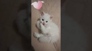 Сладкий котёнок Волтер ч.2 💖💖💖