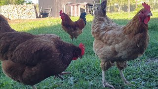 Chickens eating vanilla ice cream: Part three