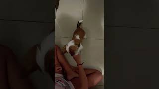 Jack , sendo adestrado senta deita e da a pata