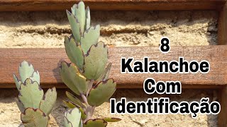 8 kalanchoe com identificação