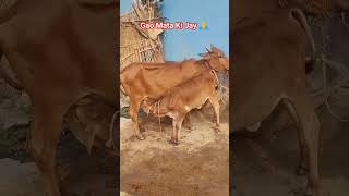 Gao Mata Ki Jay 🙏😍😇 || #shorts #pets #cow