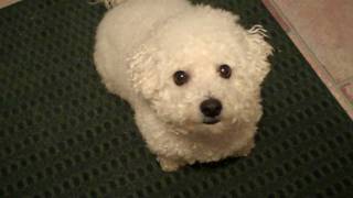 Indoor Test Flip Ultra HD - Bichon Frise