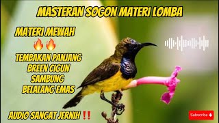 MASTERAN SOGON BREEN CIGUN PANJANG 🔥🔥 SAMBUNG BELALANG EMAS #masteranburung #sogon #sogonbahan