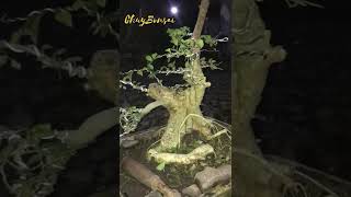 Bonsai Kimeng dan serut