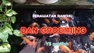 BISA LHO GROOMING RANCHU GOLDFISH DI LAHAN TERBATAS! INI TIPSNYA GAAESS!!